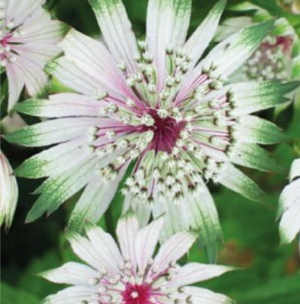 Astrancija lielā zvaigznīte ‘Alba’ 8gab