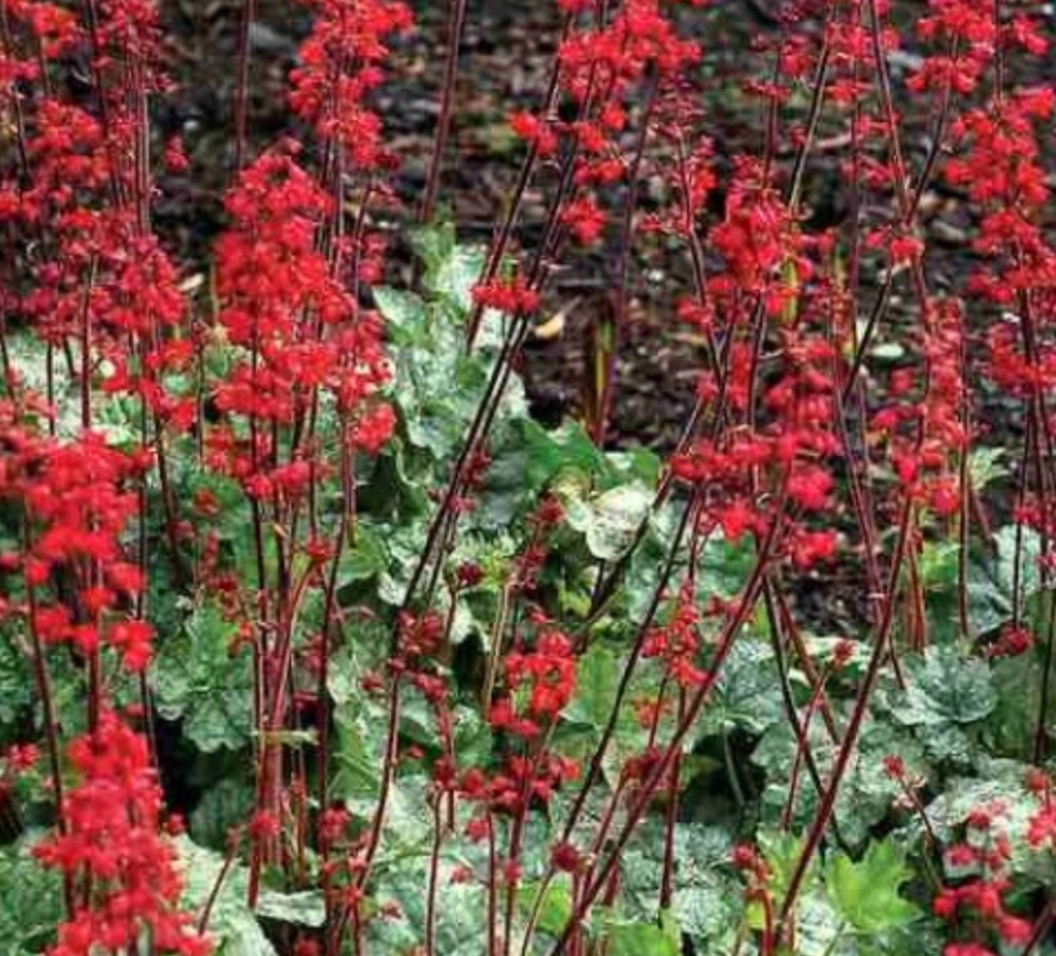 Heihēras Amerikāņu 8gab