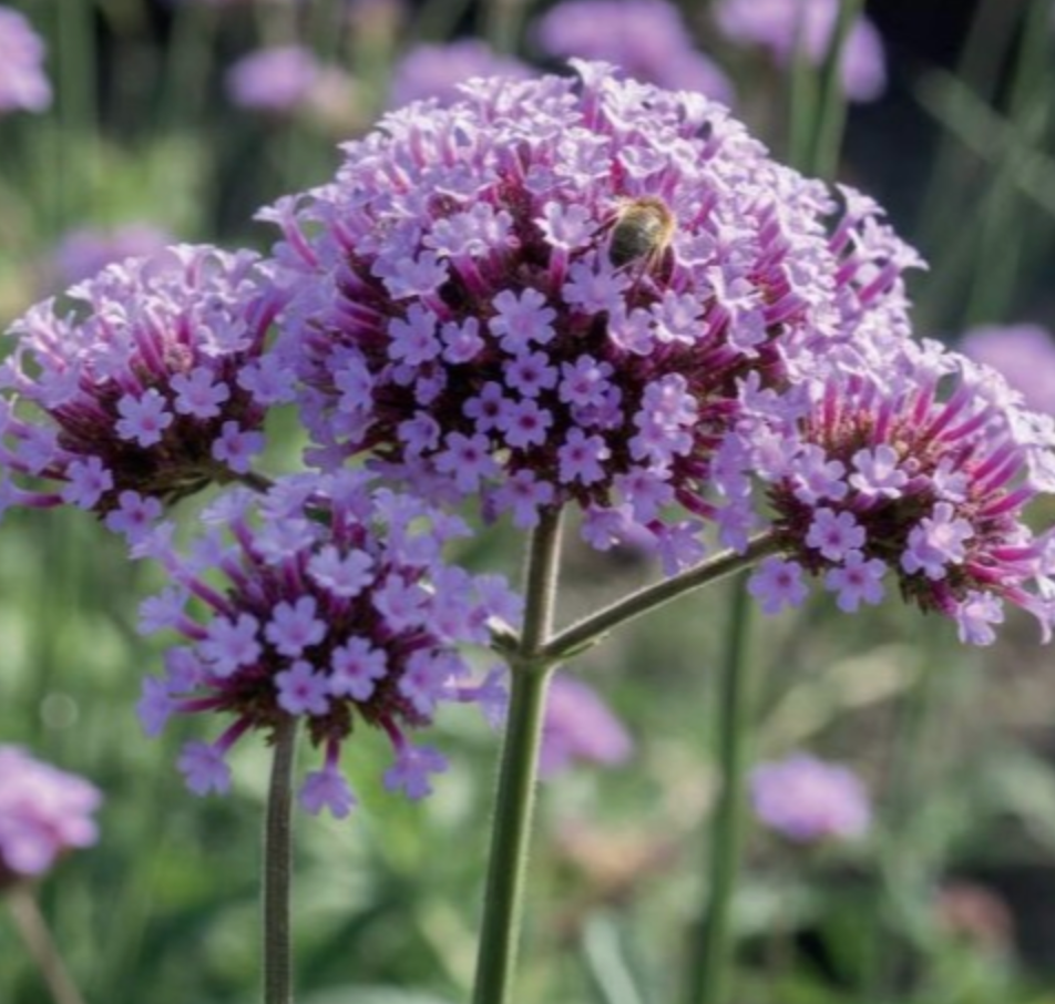 Verbēna Buenosairesas Patagonijas 8gab