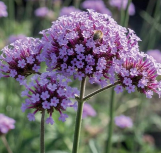 Verbēna Buenosairesas Patagonijas 8gab