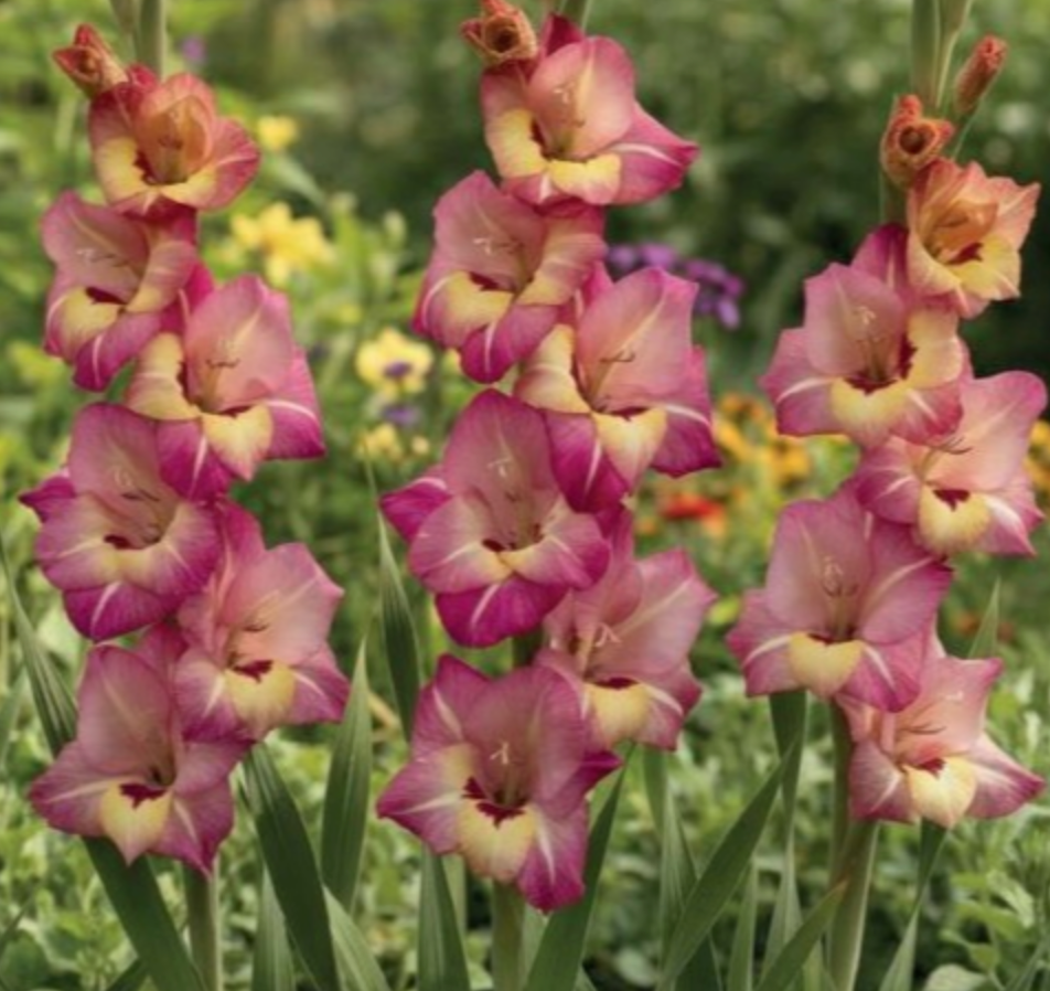 Gladiolas lielziedu JOPLIN  14/+  60gab