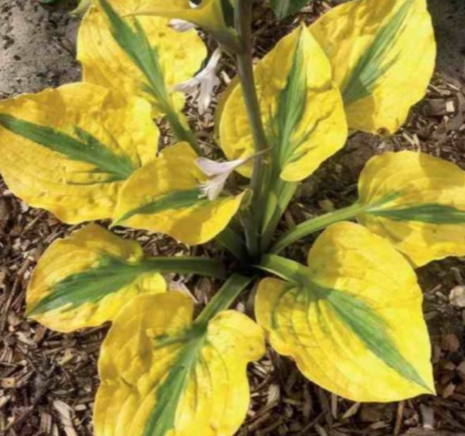 Hostas GLAD RAGS 8gab