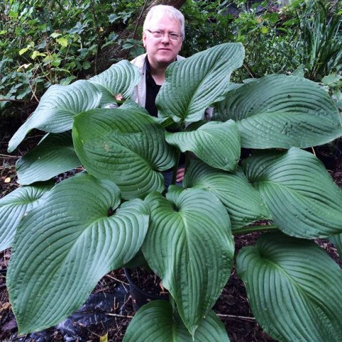 Hostas T-REX 8gab