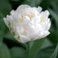Tulpes pildītās MONDIAL 12/+ 60gab