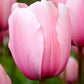 Tulpes Darvina SALMON IMPRESSION 12/+ 80gab
