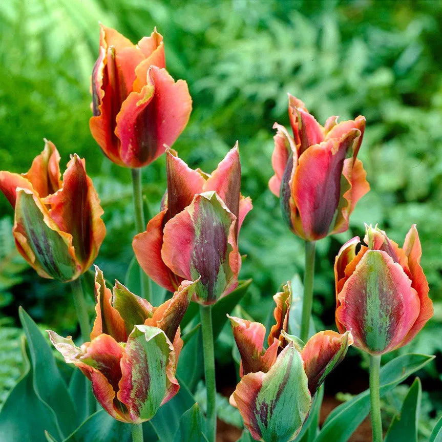 Tulpes zaļziedu ARTIST 12/+ 60gab