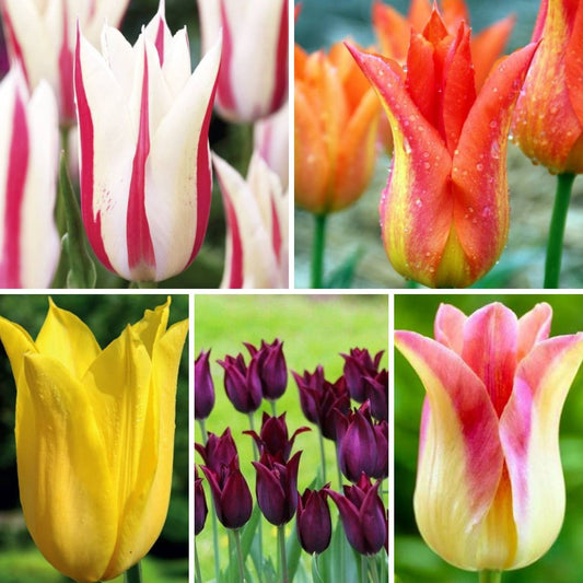 Tulpes lilijziedu Izlase Nr. 1, 400gab