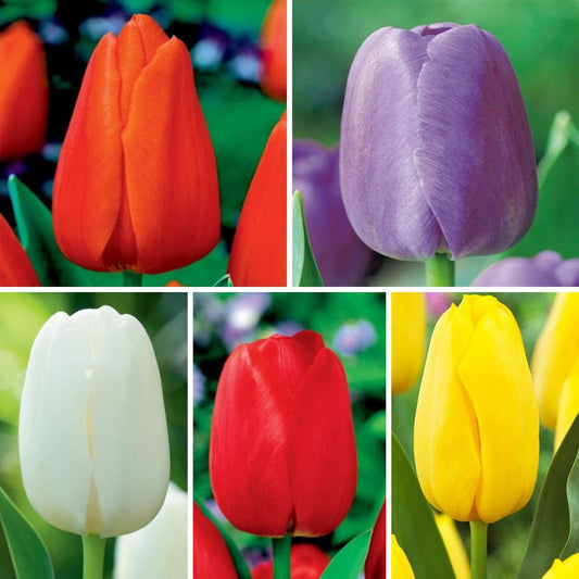 Tulpes promotion 14/+ Izlase Nr. 3,  125gab