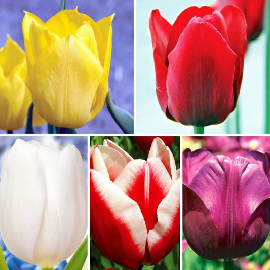 Tulpes triumfa Izlase Nr. 3, 12/+ 200gab