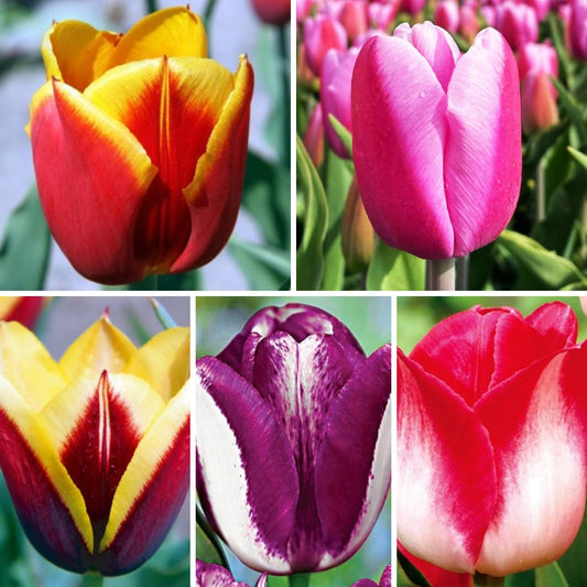 Tulpes triumfa Izlase Nr. 4, 200gab