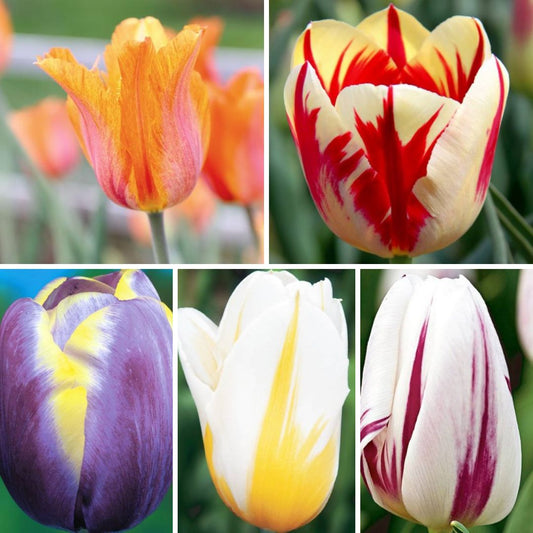 Tulpes triumfa Izlase Nr. 6, 200gab