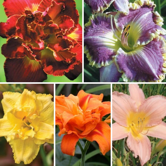 Dienlilijas Izlase Nr. 4  20gab