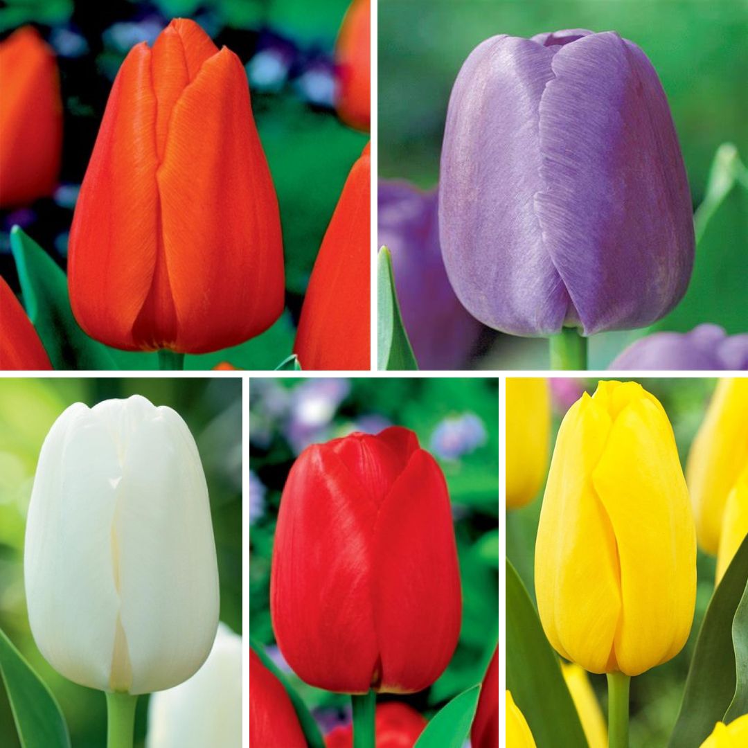Tulpes promotion 14/+ Izlase Nr. 3,  250gab