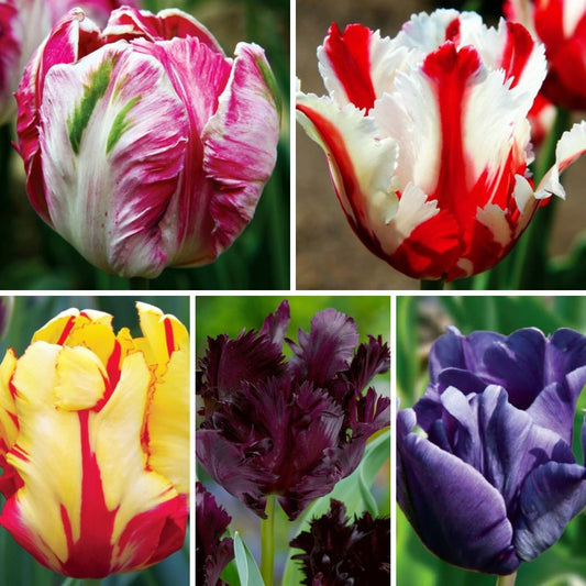 Tulpes  papagaiļziedu Izlase Nr.1, 150gab