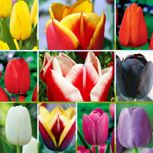 Tulpes Izlase 10 šķirnes vienā vitrīnā  400gab