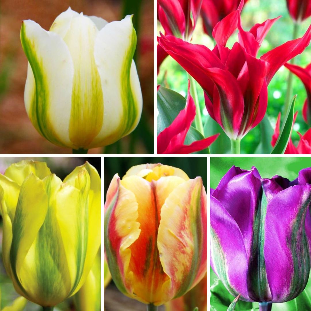 Tulpes zaļziedu Izlase Nr. 2, 12/+ 300gab