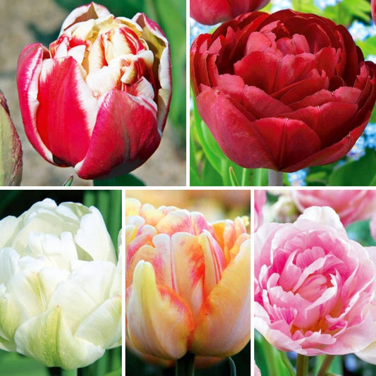 Tulpes pildītās Izlase Nr. 5, 300gab