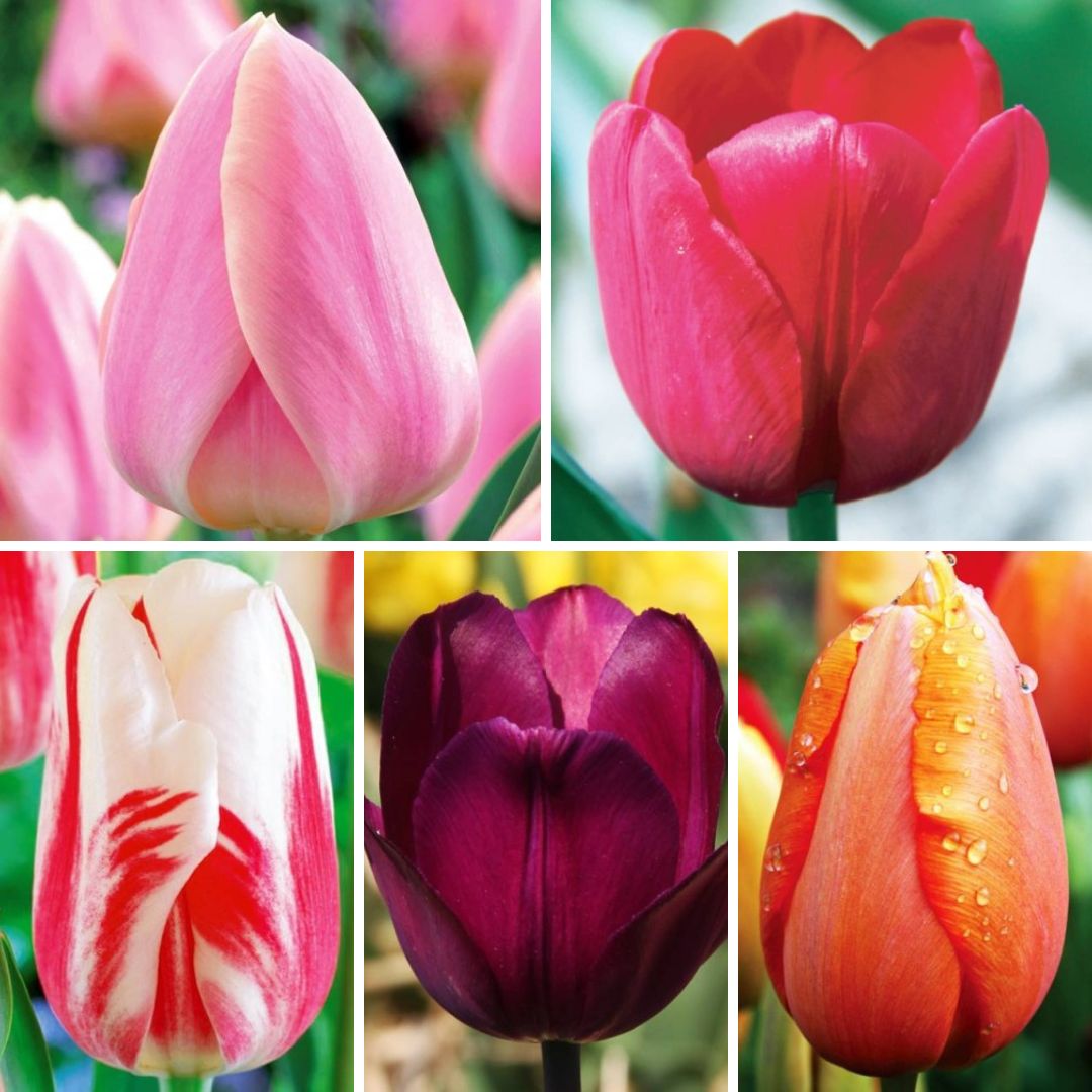 Tulpes vēlās Izlase Nr. 1, 12/+ 200gab