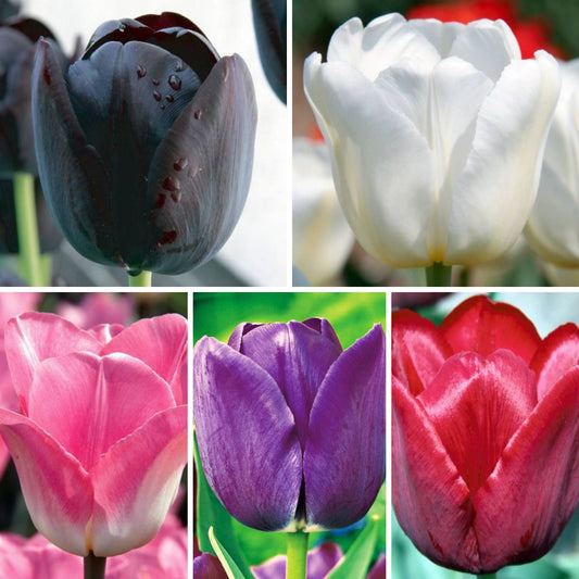 Tulpes vēlās Izlase Nr. 2, 400gab