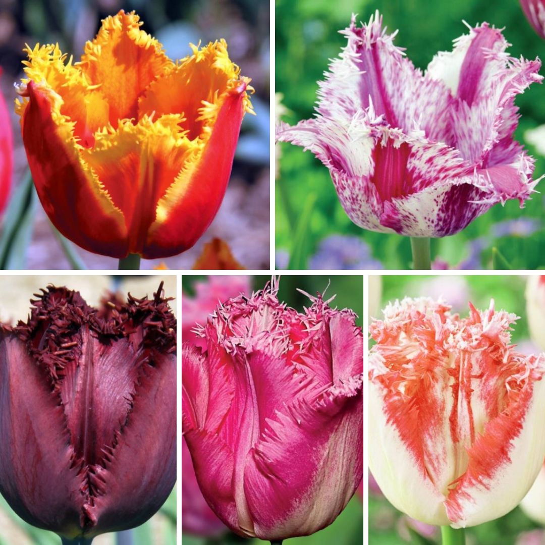 Tulpes bārkšziedu Izlase Nr. 2, 150gab