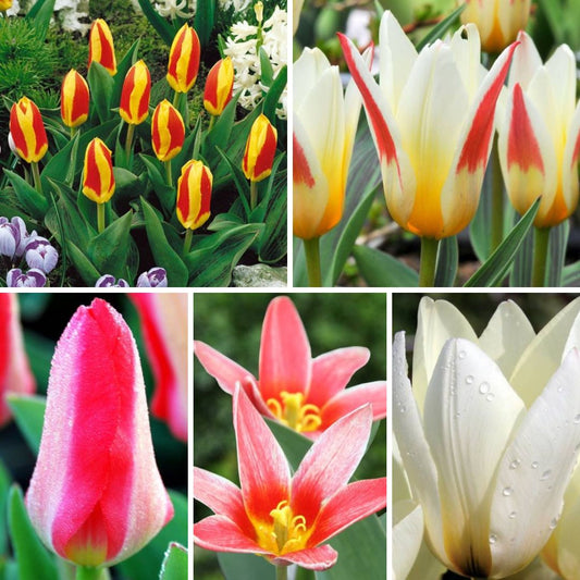 Tulpes zemās Kaufmaņa Izlase 10/11, 200gab