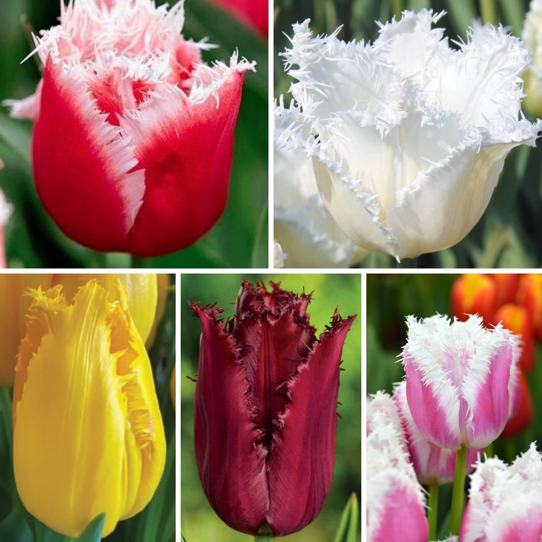 Tulpes bārkšziedu Izlase Nr. 3, 200gab