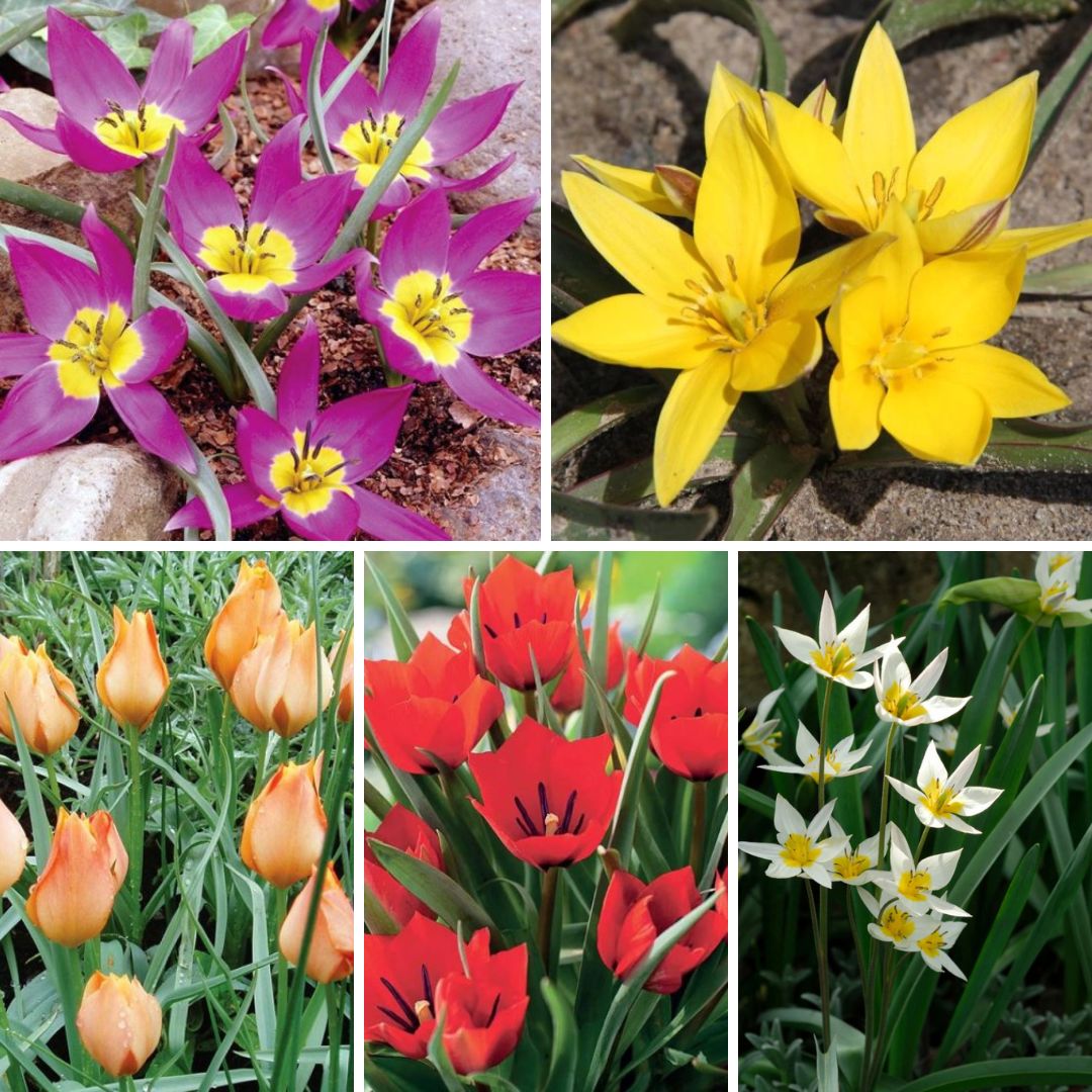 Tulpes botāniskās Izlase Nr. 3,  400gab
