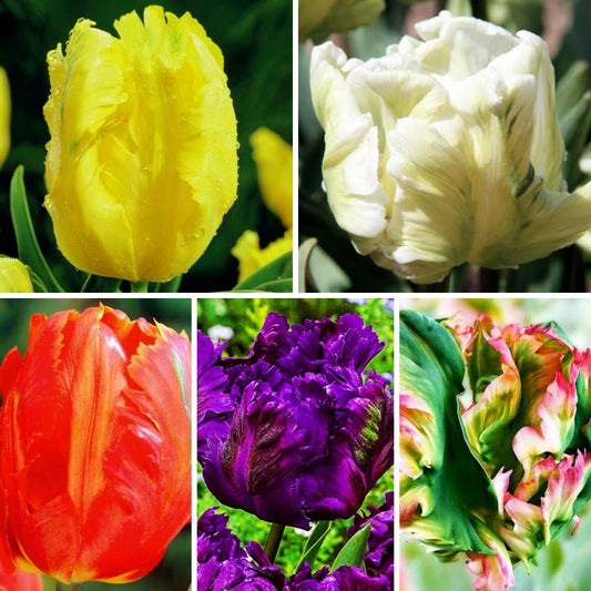 Tulpes papagaiļziedu Izlase Nr. 2, 12/+ 150gab