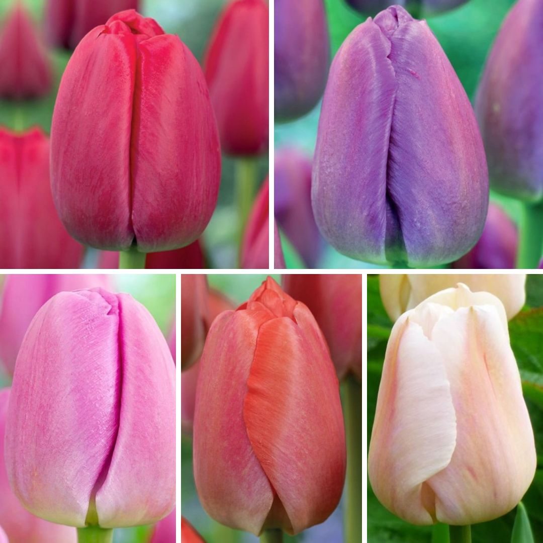Tulpes Darvina Izlase Nr. 2, 200gab