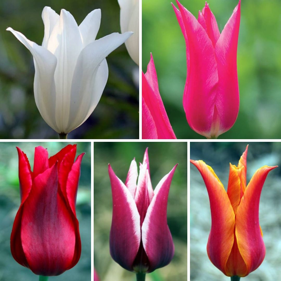 Tulpes lilijziedu Izlase Nr. 2, 400gab