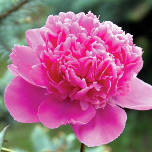 Peonijas URSYNOW 6gab