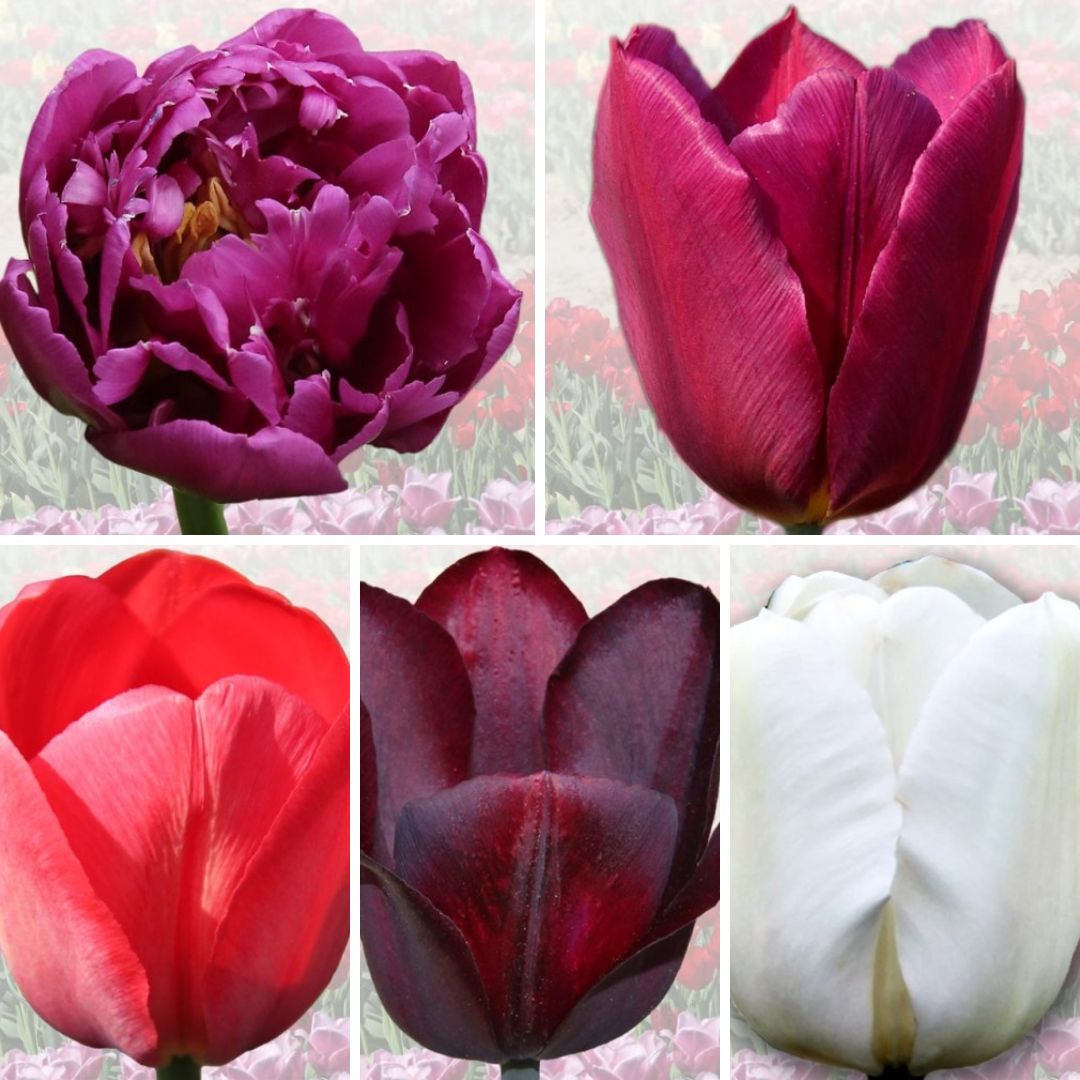 Tulpes ELITĀRĀS Izlase Nr. 2, 100gab