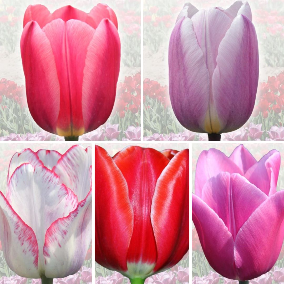 Tulpes ELITĀRĀS Izlase Nr. 3, 100gab