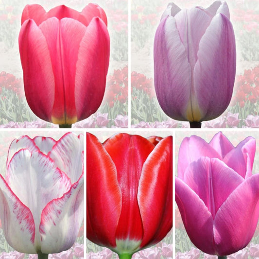 Tulpes ELITĀRĀS Izlase Nr. 3, 100gab
