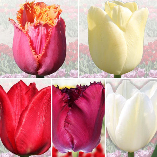 Tulpes ELITĀRĀS Izlase Nr. 4, 100gab
