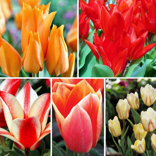 Tulpes zemās Izlase, 200gab