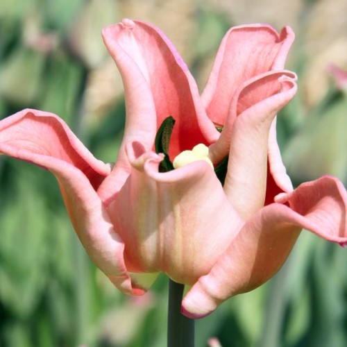 Tulpes triumfa WITTY PICTURE 11/12 60gab