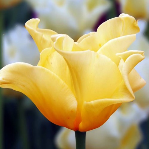 Tulpes triumfa YELLOW CROWN 11/12 60gab