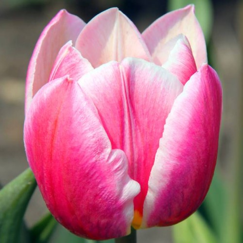 Tulpes agrās AAFKE  12/+ 80gab