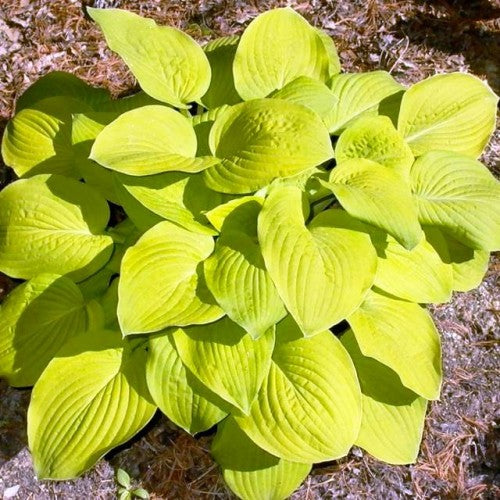 Hostas AUGUST MOON  8gab