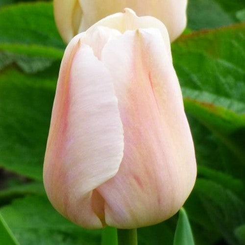 Tulpes Darvina APRICOT PRIDE 11/12 80gab