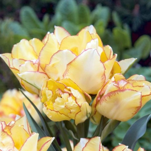 Tulpes daudzziedu AQUILLA 12/+ 60gab