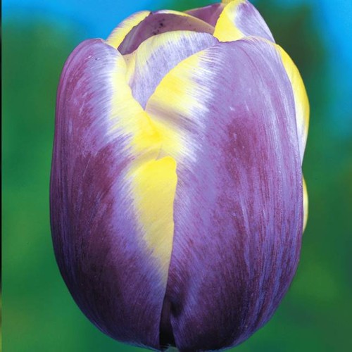 Tulpes triumfa ARABIAN BEAUTY 12/+ 80gab