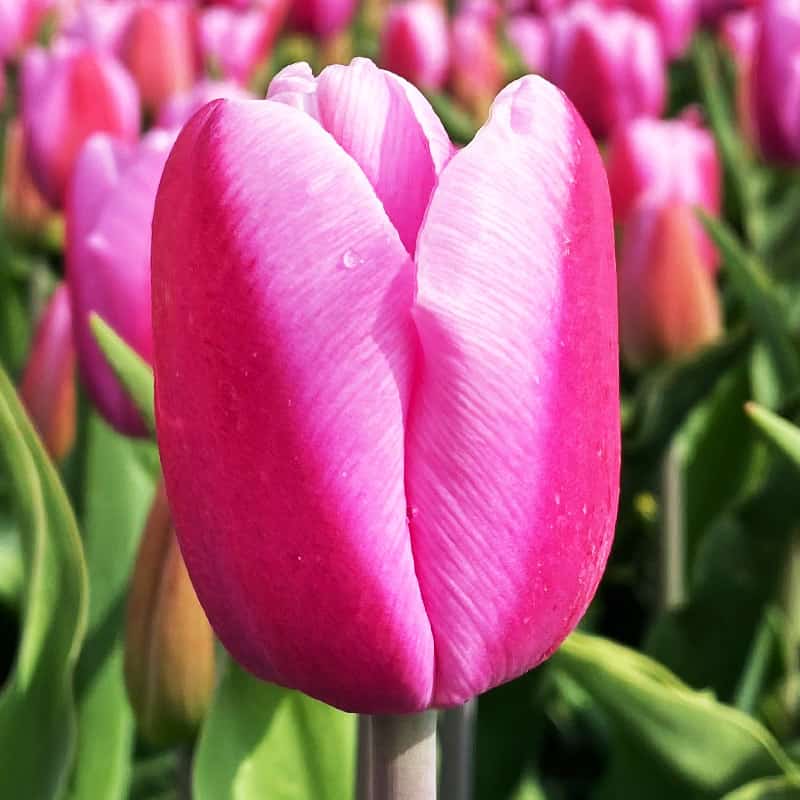 Tulpes triumfa ARGOS 12/+ 80gab