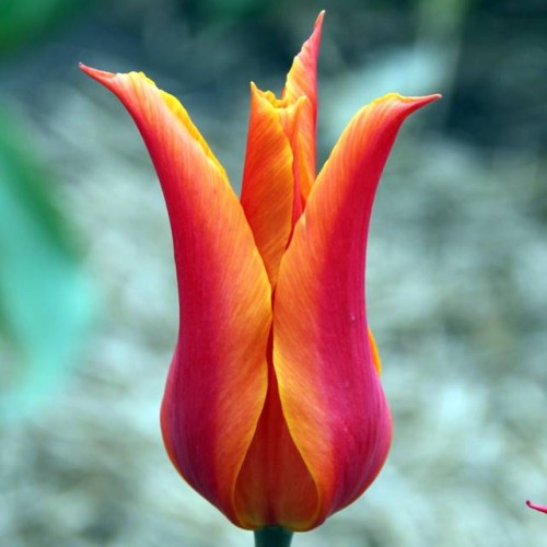 Tulpes lilijziedu BALLERINA 12/+ 80gab