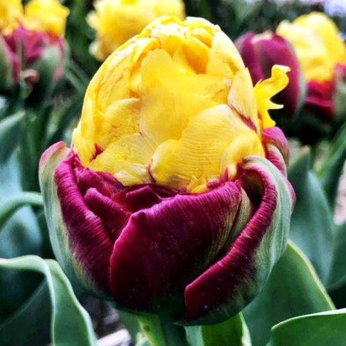 Tulpes ledustulpes ICE CREAM BANANA  11/12 30gab