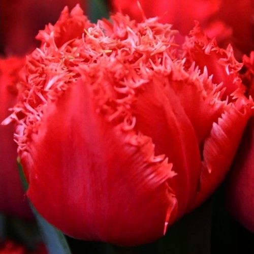 Tulpes bārkšziedu BENDIGO 11/12 60gab