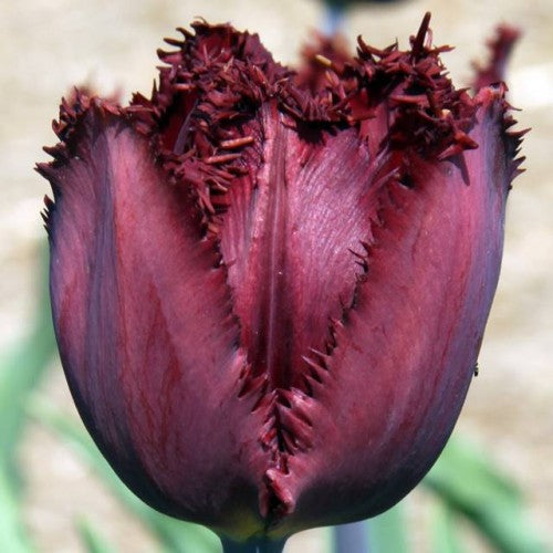 Tulpes bārkšziedu BLACK JEWEL 12/+ 60gab
