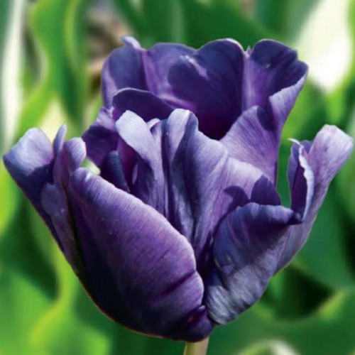 Tulpes papagaiļziedu BLUE PARROT 11/12 60gab