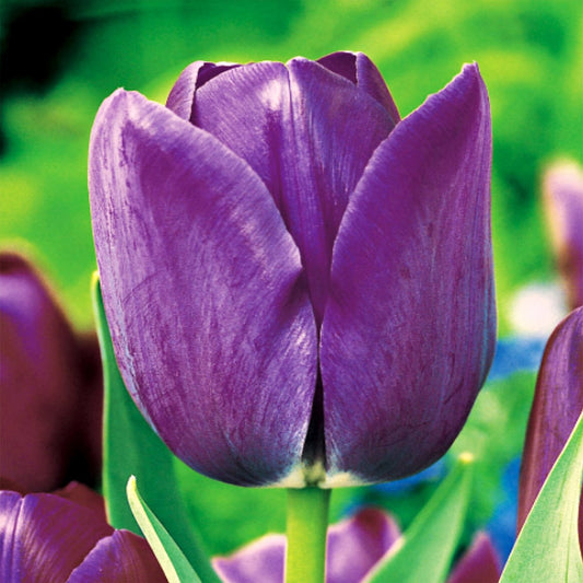 Tulpes vēlās BLUE AIMABLE 12/+ 80gab